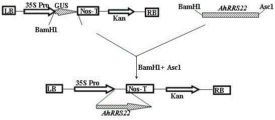 Peanut ahrrs22 gene and its application in tobacco bacterial wilt resistance