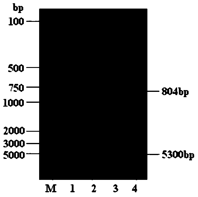 Poultry and porcine hepatitis E virus common antigen, monoclonal antibody, preparation method and application