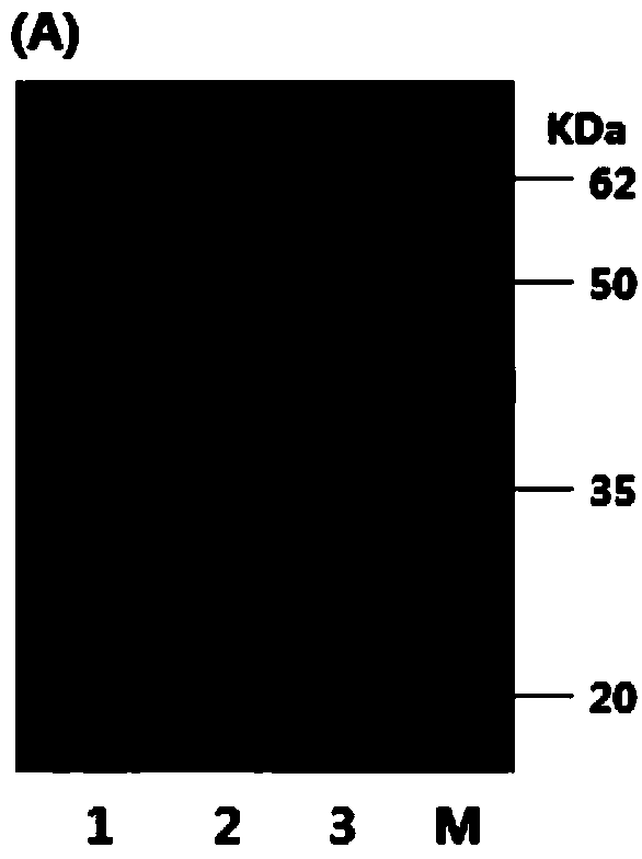 Poultry and porcine hepatitis E virus common antigen, monoclonal antibody, preparation method and application