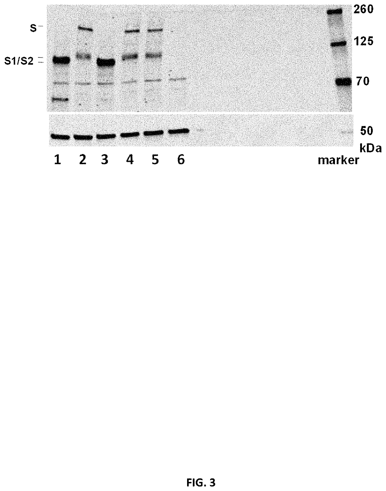 Coronavirus vaccine