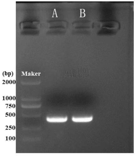 Anoplophora glabripennis odorant binding protein OBP45, OBP46 and application in screening attractants thereof