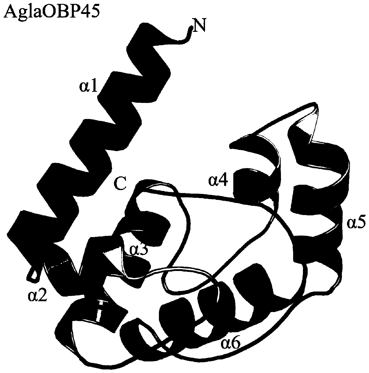 Anoplophora glabripennis odorant binding protein OBP45, OBP46 and application in screening attractants thereof