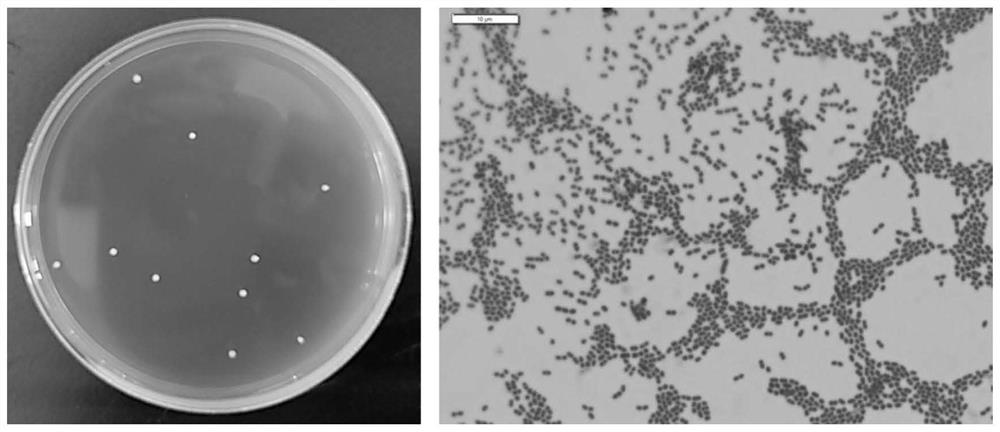 Lactococcus lactis with depression improving effect, and application thereof