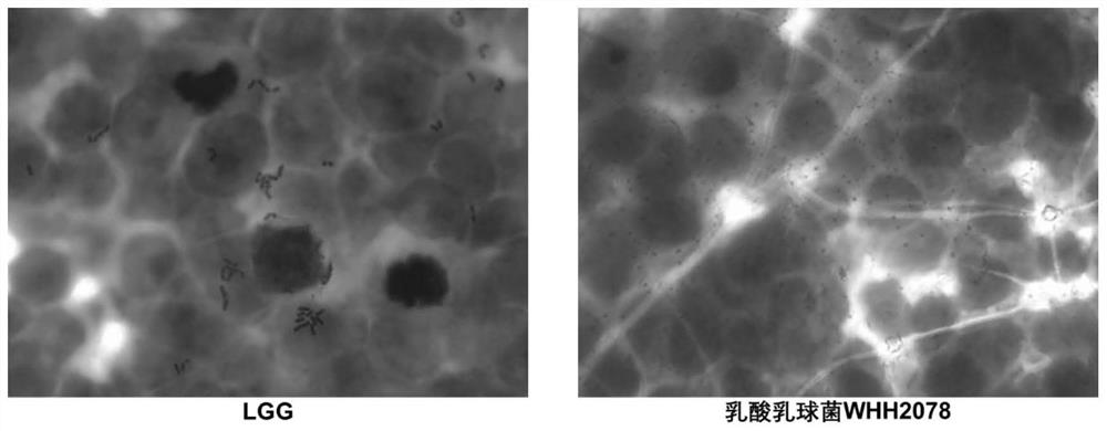 Lactococcus lactis with depression improving effect, and application thereof