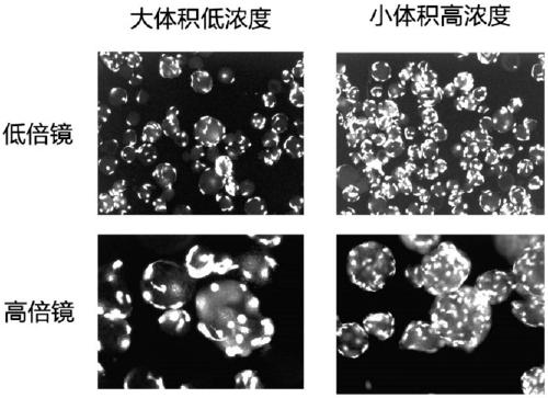 Three-dimensional micro-carrier cell adsorption culture method