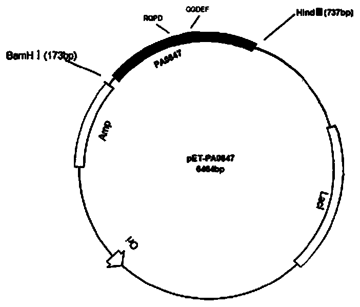 Method for catalytic synthesis of cyclic di-guanosine monophosphate (c-di-gmp) through guanylate cyclase