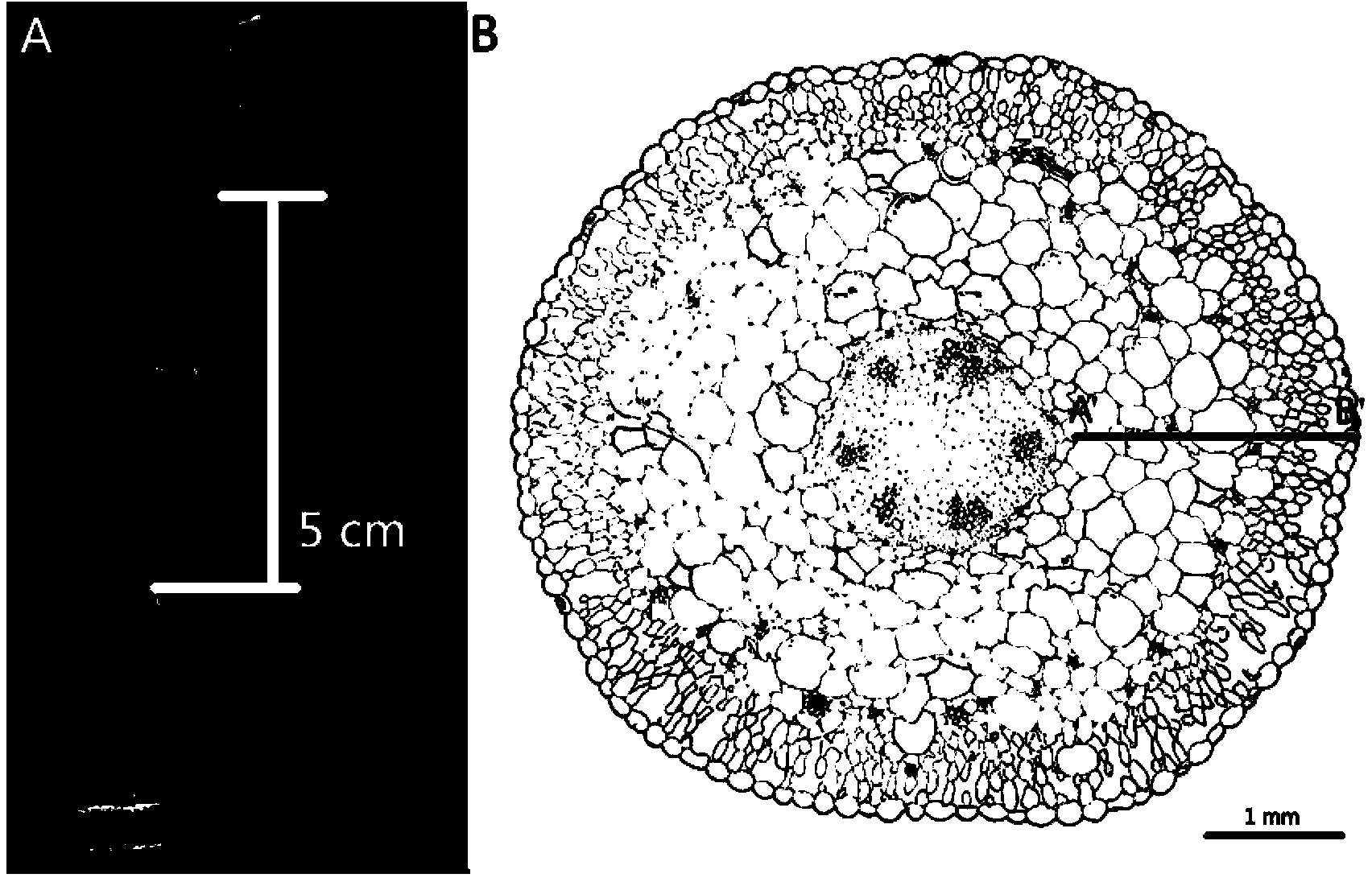 Method for separating apoplast juice from plant stem tissues