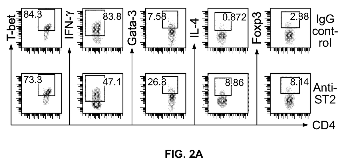 Cell culture systems for producing il-33 induced t9 cells and methods of using the cells