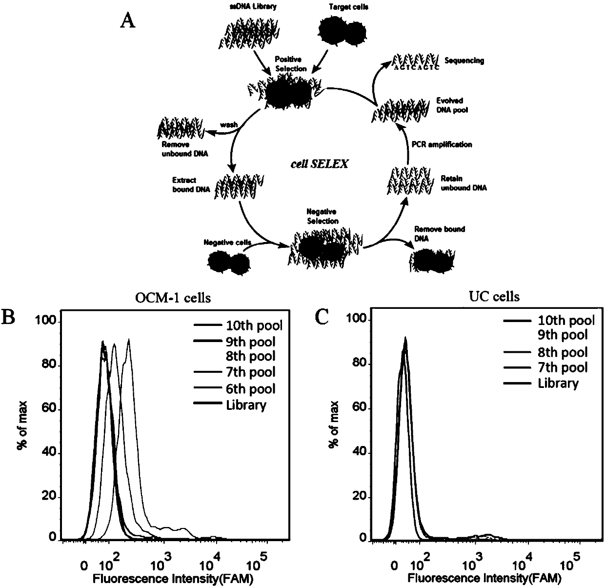 A nucleic acid aptamer for detecting human uveal melanoma cells