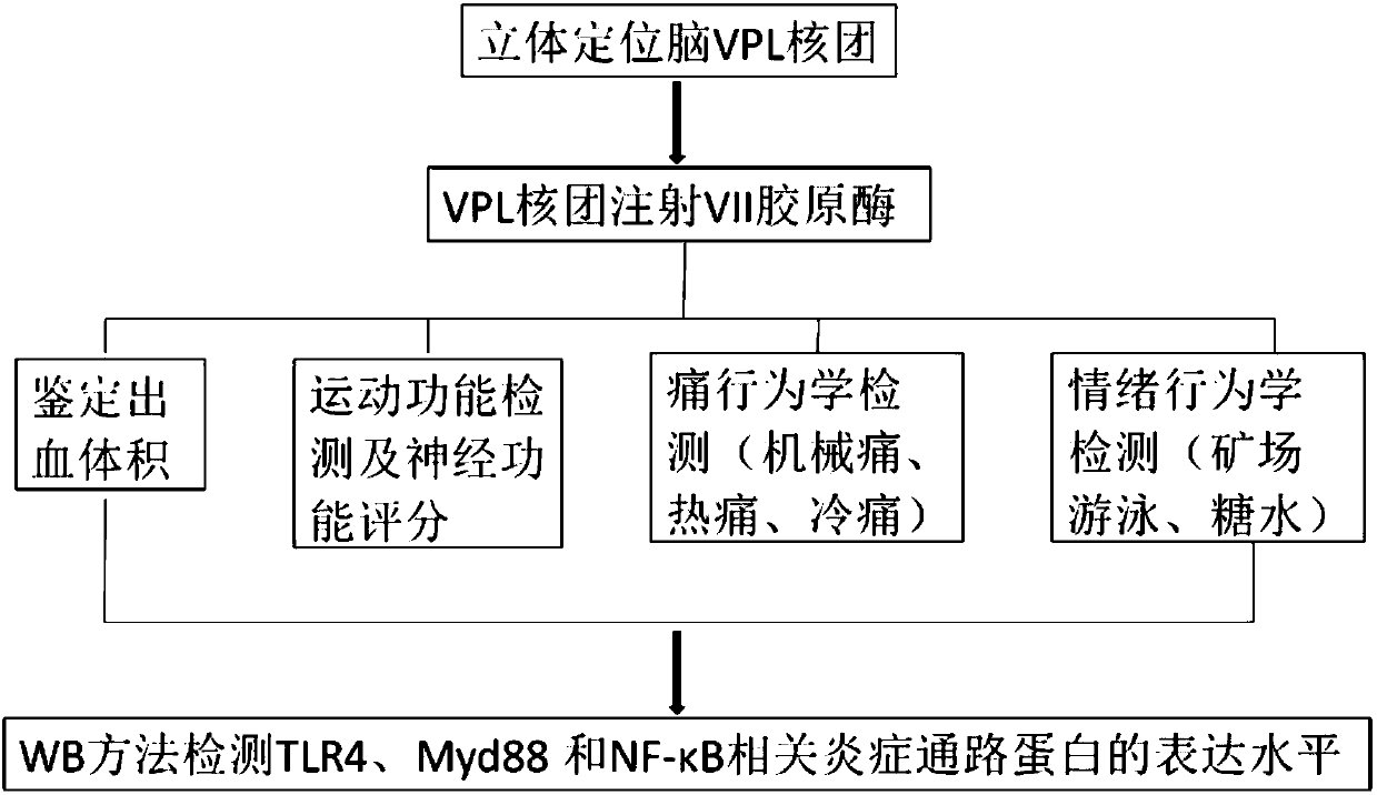 Establishment method and application of central post-stroke pain (CPSP) animal model