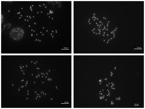 Breeding method using tetraploid recombination inbred lines hybridized/doubled between rice indica japonica subspecies