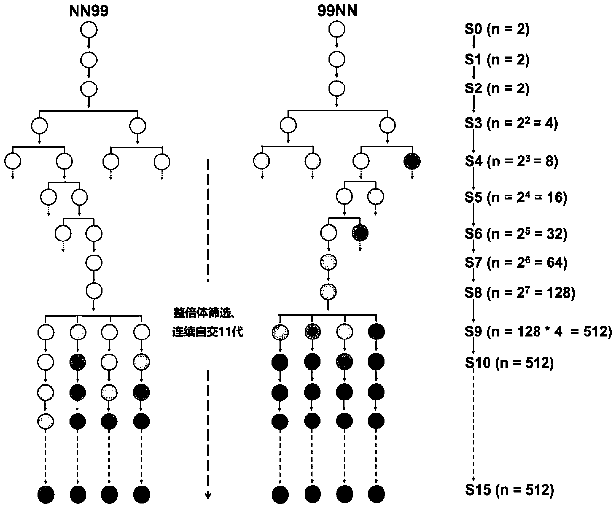 Breeding method using tetraploid recombination inbred lines hybridized/doubled between rice indica japonica subspecies