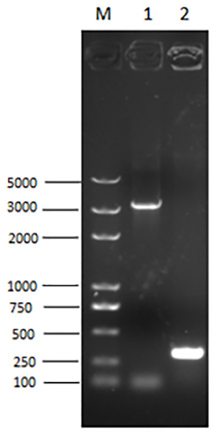 PCV2 type baculovirus and mycoplasma hyopneumoniae bivalent inactivated vaccine and preparation method thereof