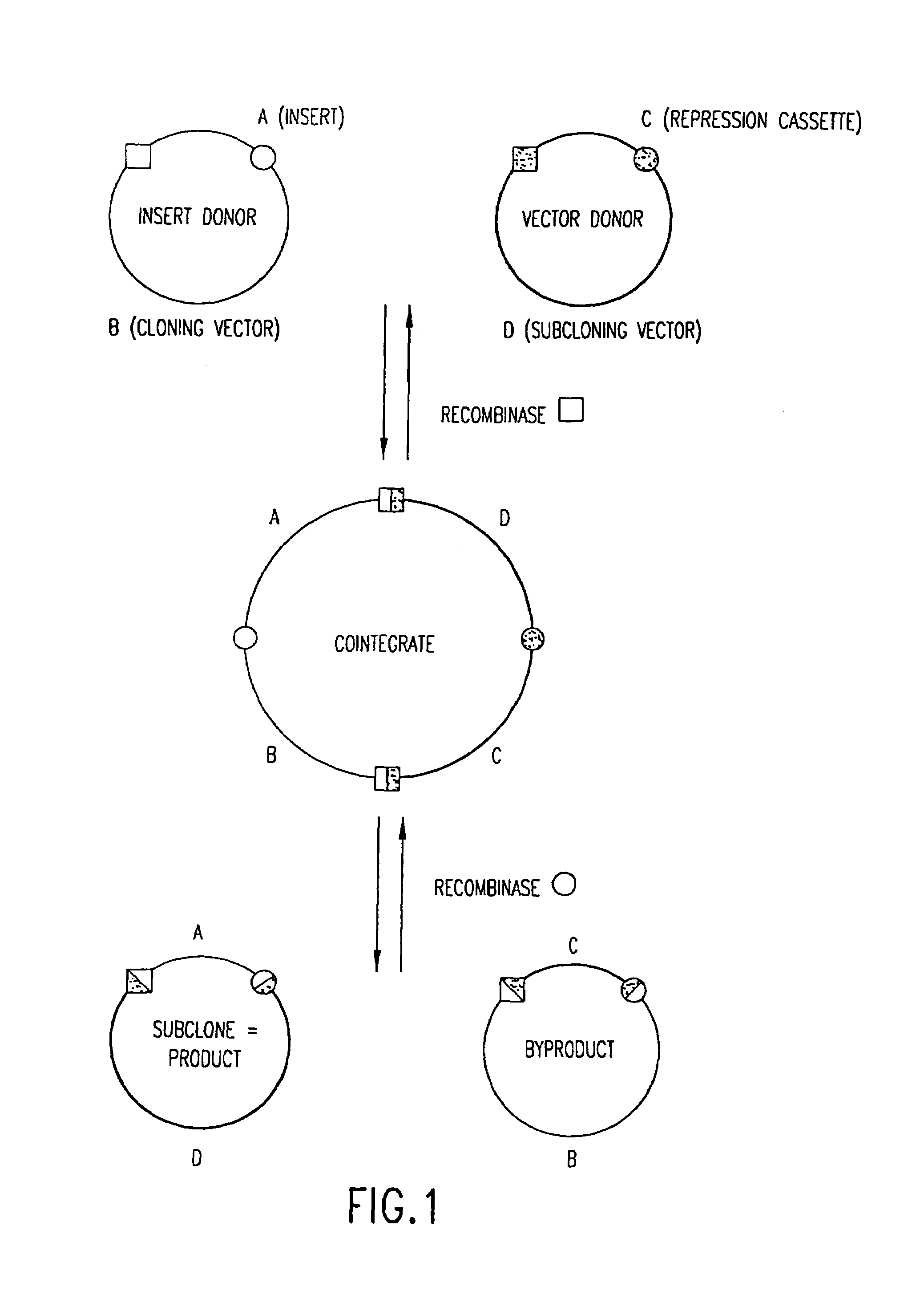 Use of multiple recombination sites with unique specificity in recombinational cloning