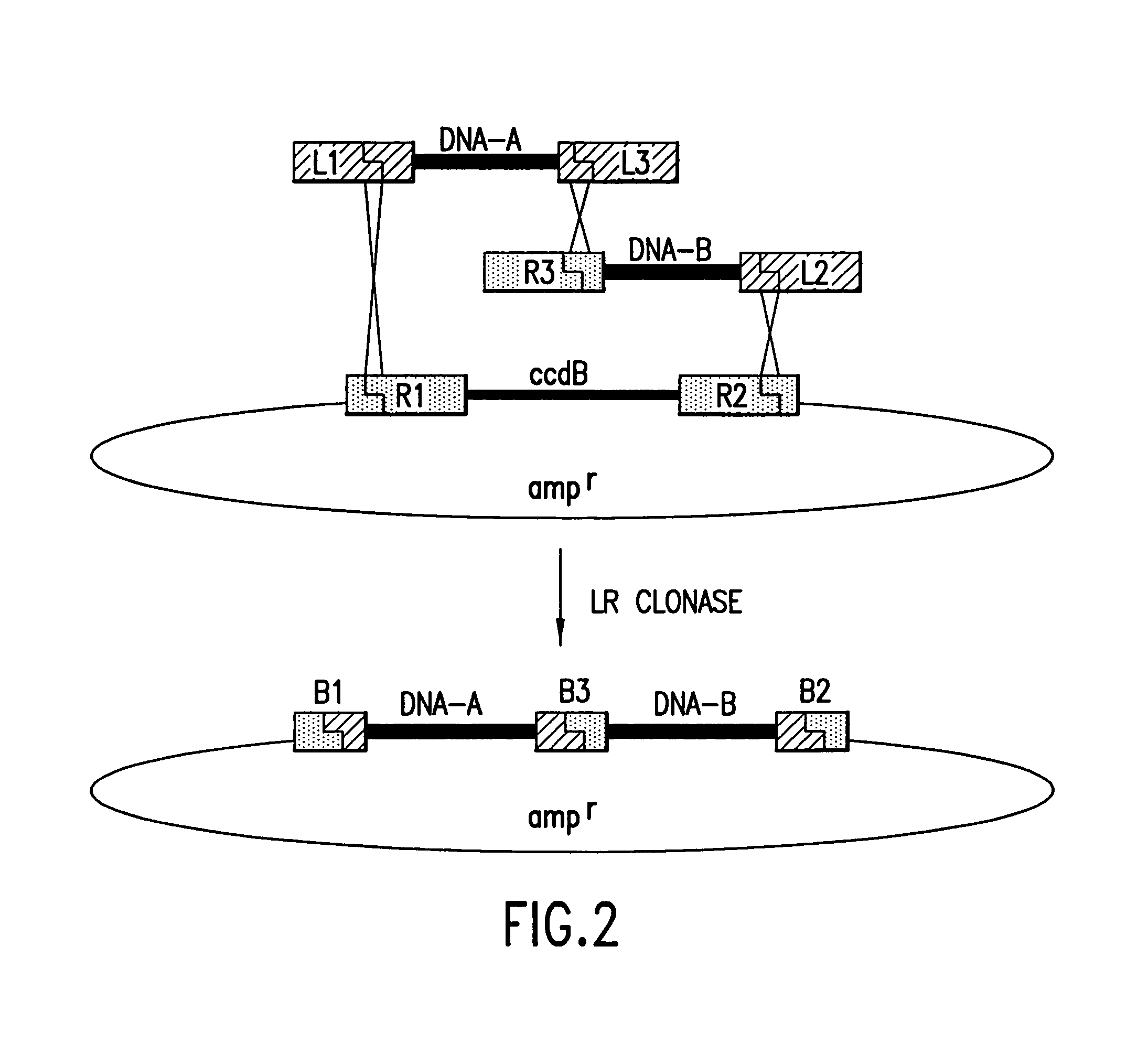 Use of multiple recombination sites with unique specificity in recombinational cloning