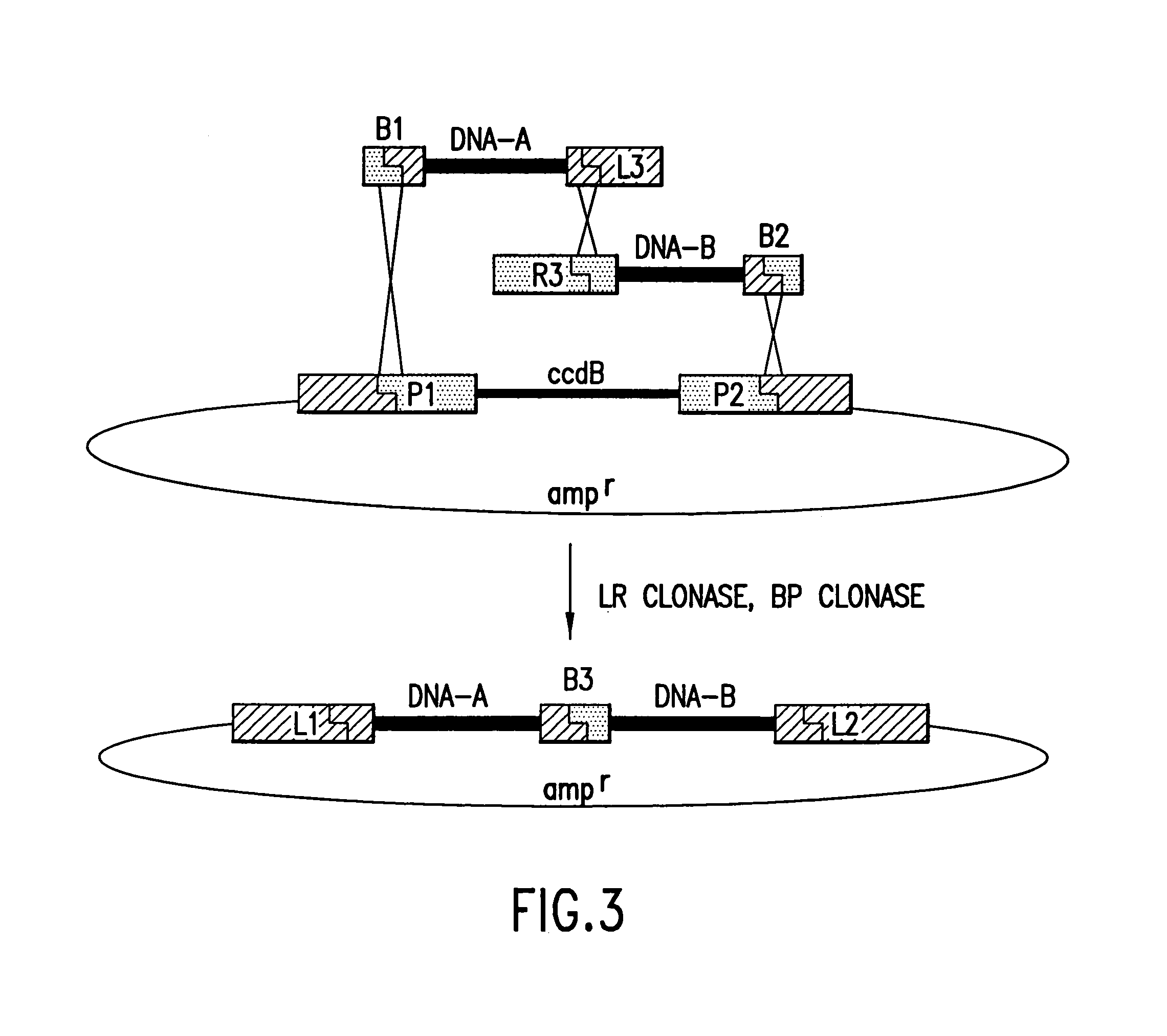 Use of multiple recombination sites with unique specificity in recombinational cloning