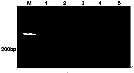 Specific primers for identification of Rhodiola crenulata at Mila mountain region in Tibet and identification method thereof