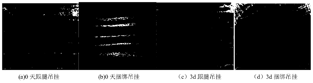 Method for accelerating ripening of beef cattle after slaughter