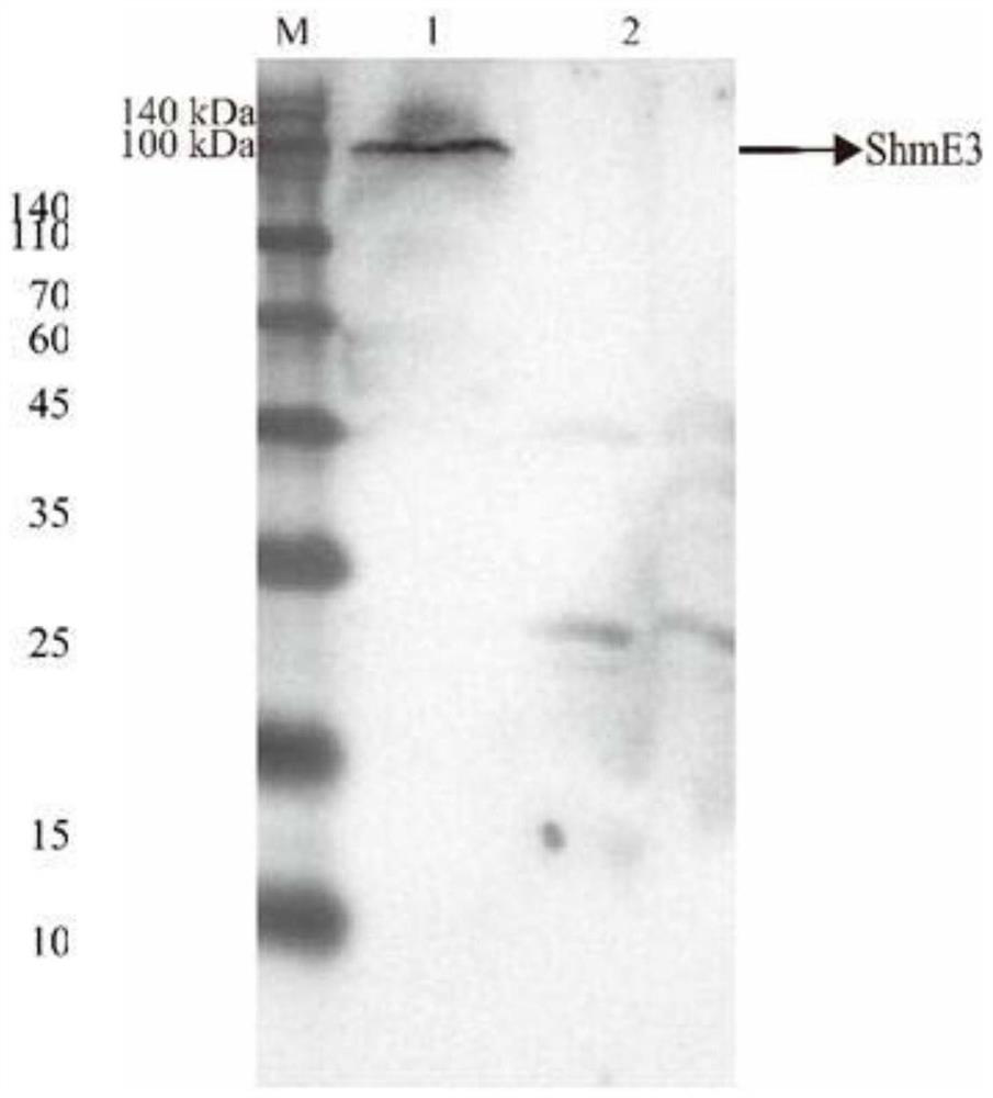 Screening method of cell line capable of stably expressing complete structural protein CHO-K1 of hog cholera virus