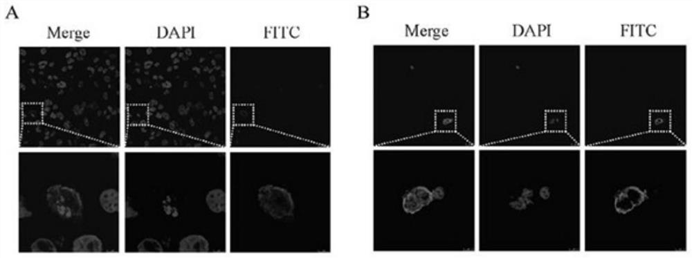 Screening method of cell line capable of stably expressing complete structural protein CHO-K1 of hog cholera virus