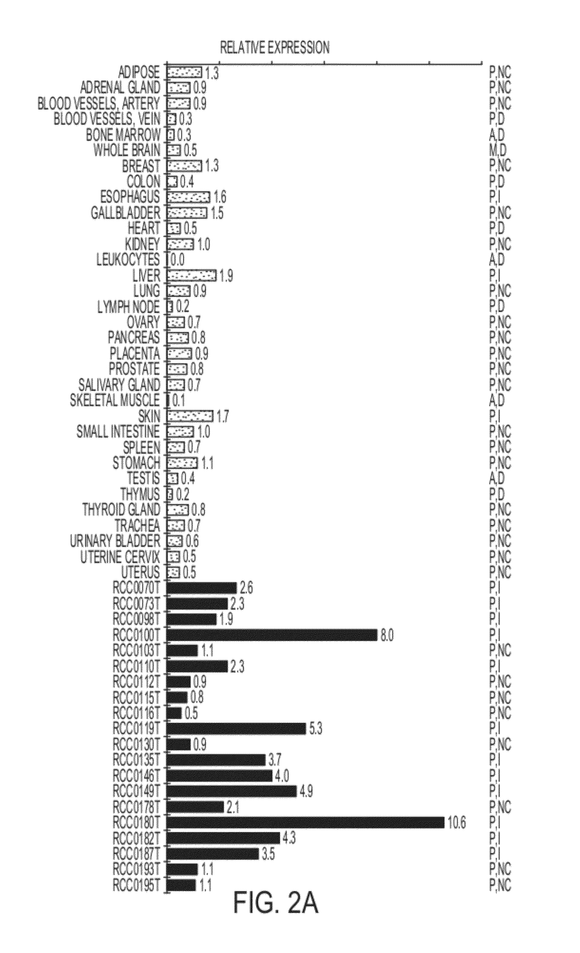 Cancer therapy based on tumor associated antigens derived from cyclin d1