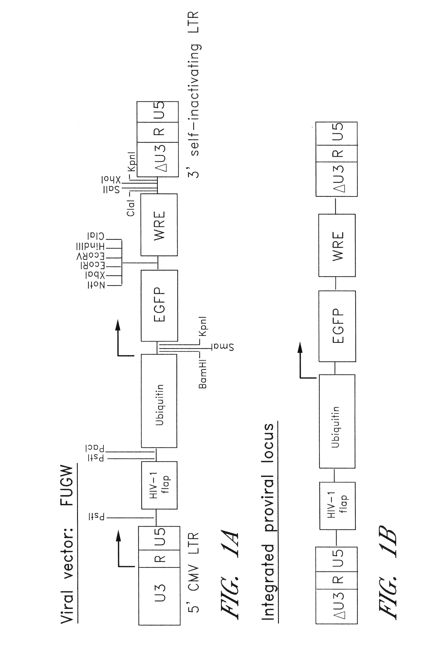 Method for producing transgenic rats