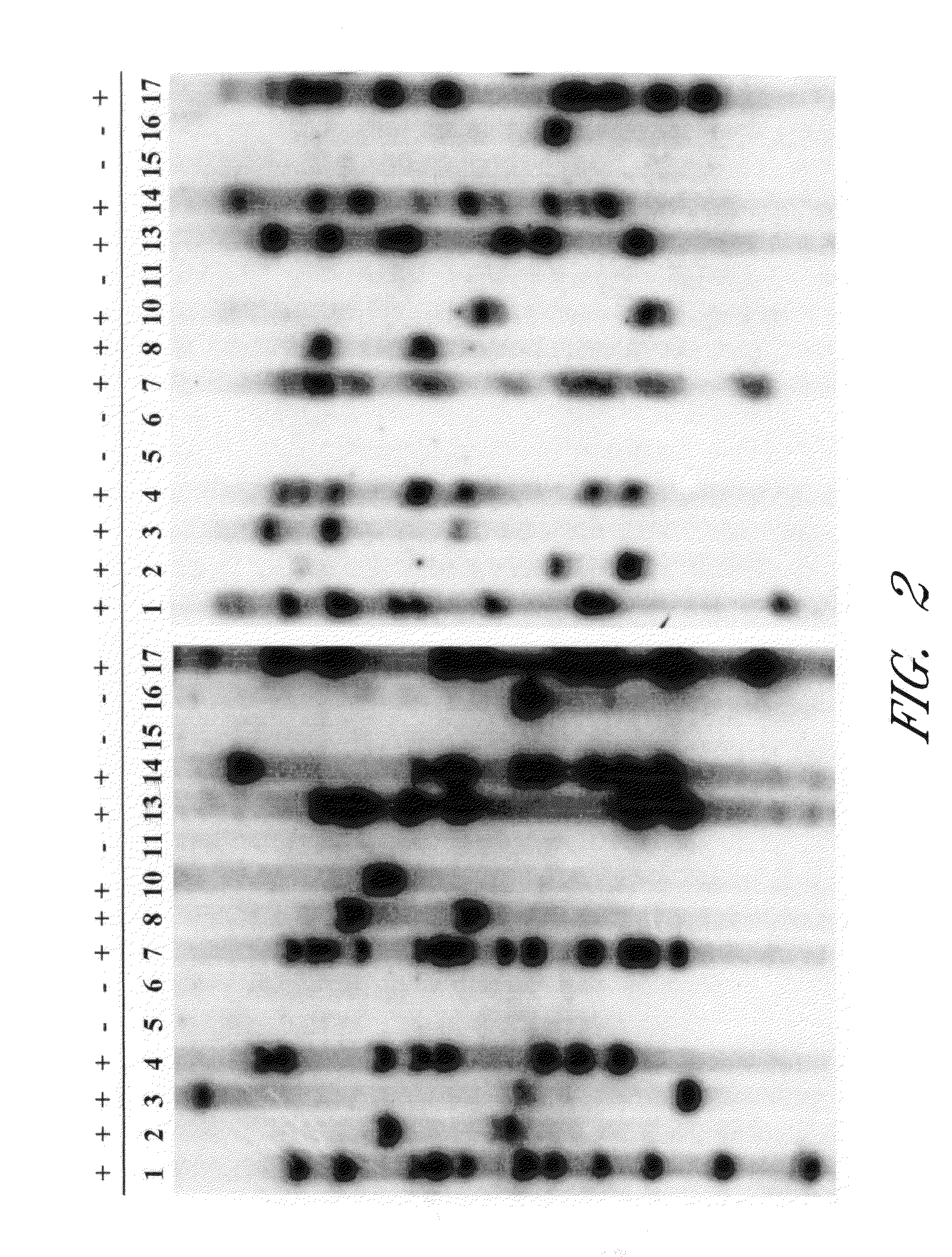 Method for producing transgenic rats