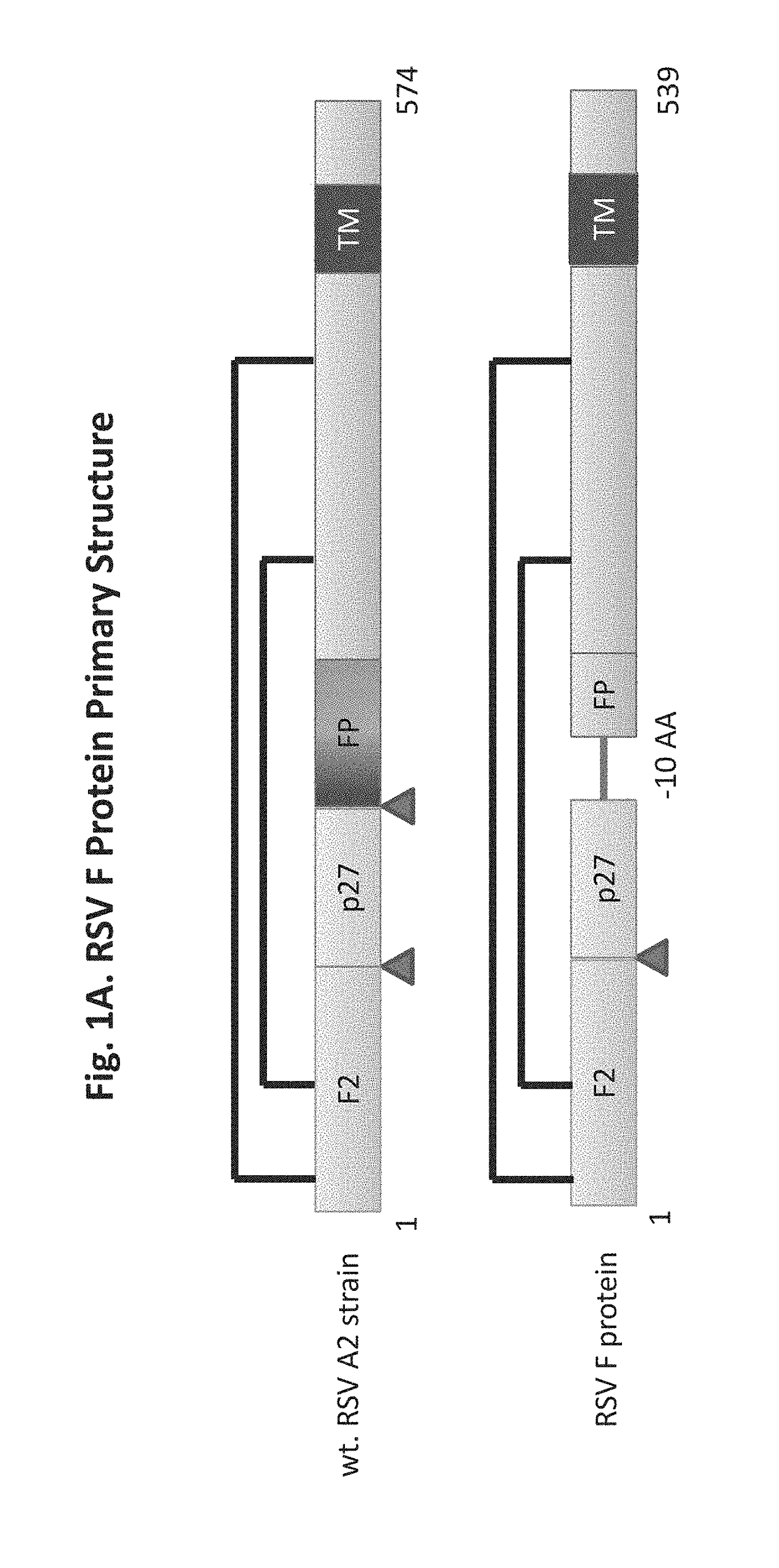 Vaccine compositions having improved stability and immunogenicity