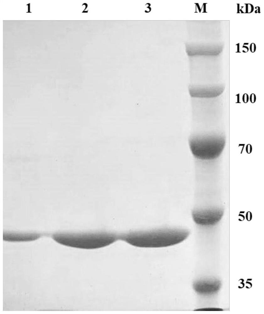 A kind of preparation method of recombinant halophilic archaeal protease