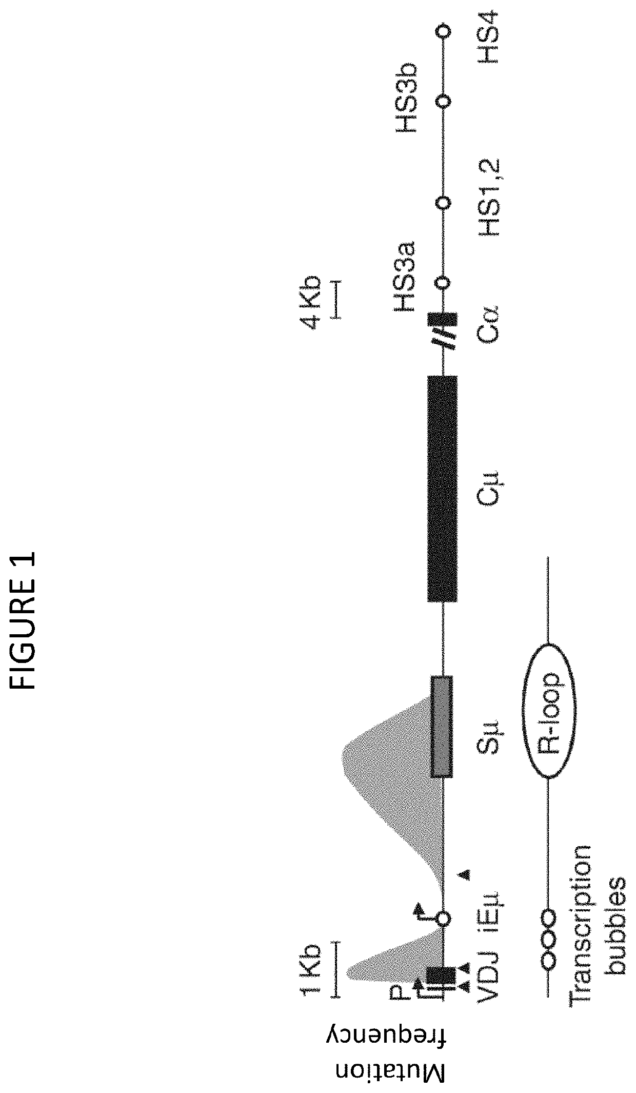 Transgenic non-human vertebrate for the in vivo production of dual specificity immunoglobulins or hypermutated heavy chain only immunoglobulins