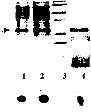 Recombinant fusion protein and use thereof