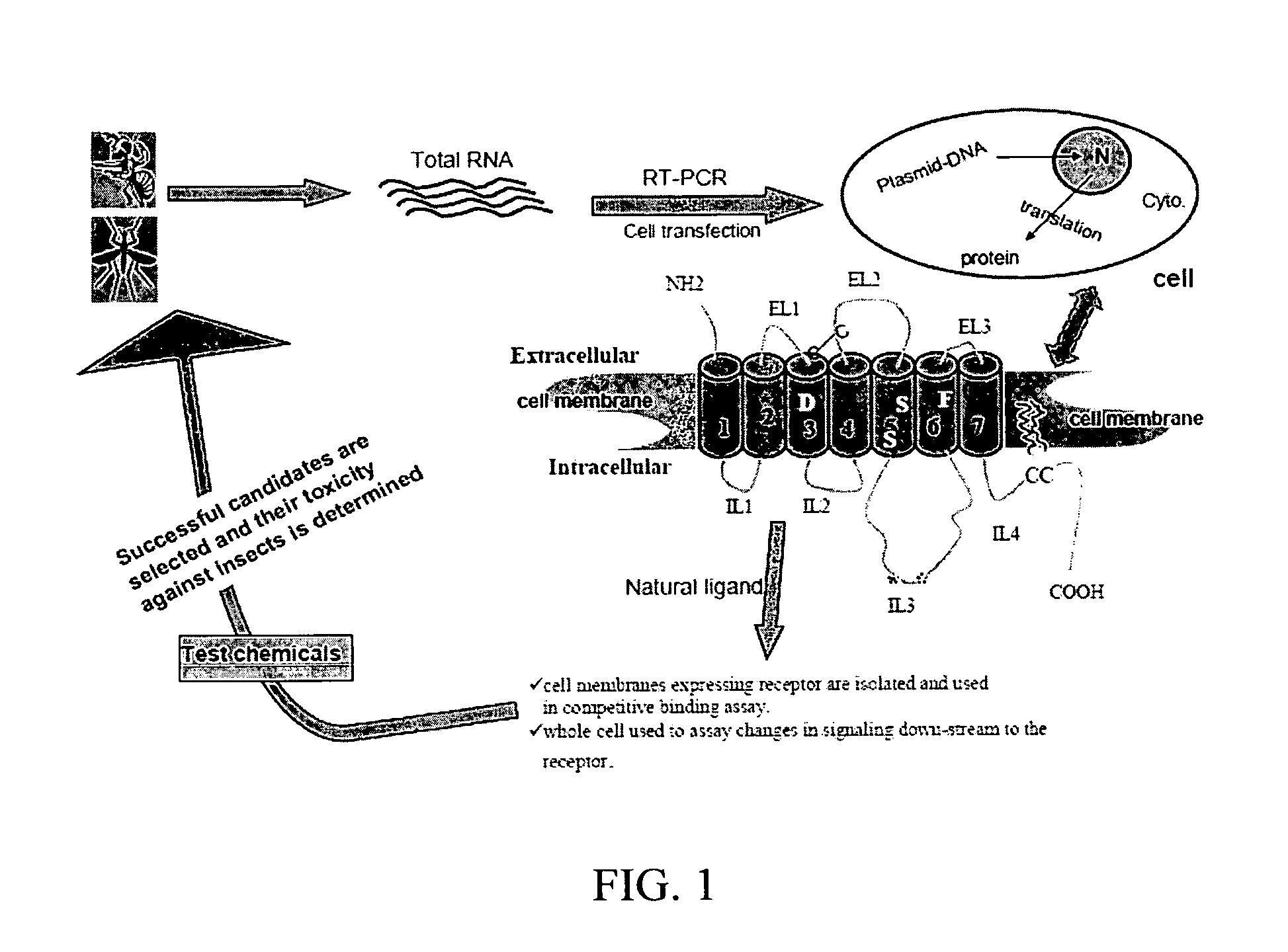 Synergistic pest-control compositions