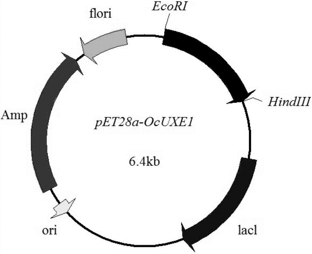 Uridine-5'-diphosphate xylose epimerase derived from ornithogalum caudatum, nucleotide sequence of uridine-5'-diphosphate xylose epimerase and application