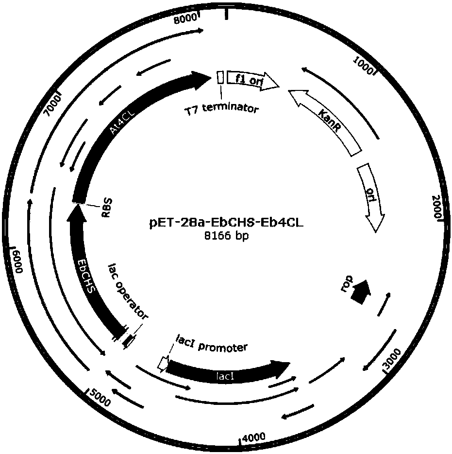 Method for Escherichia coli whole cell catalyzed production of phloretin