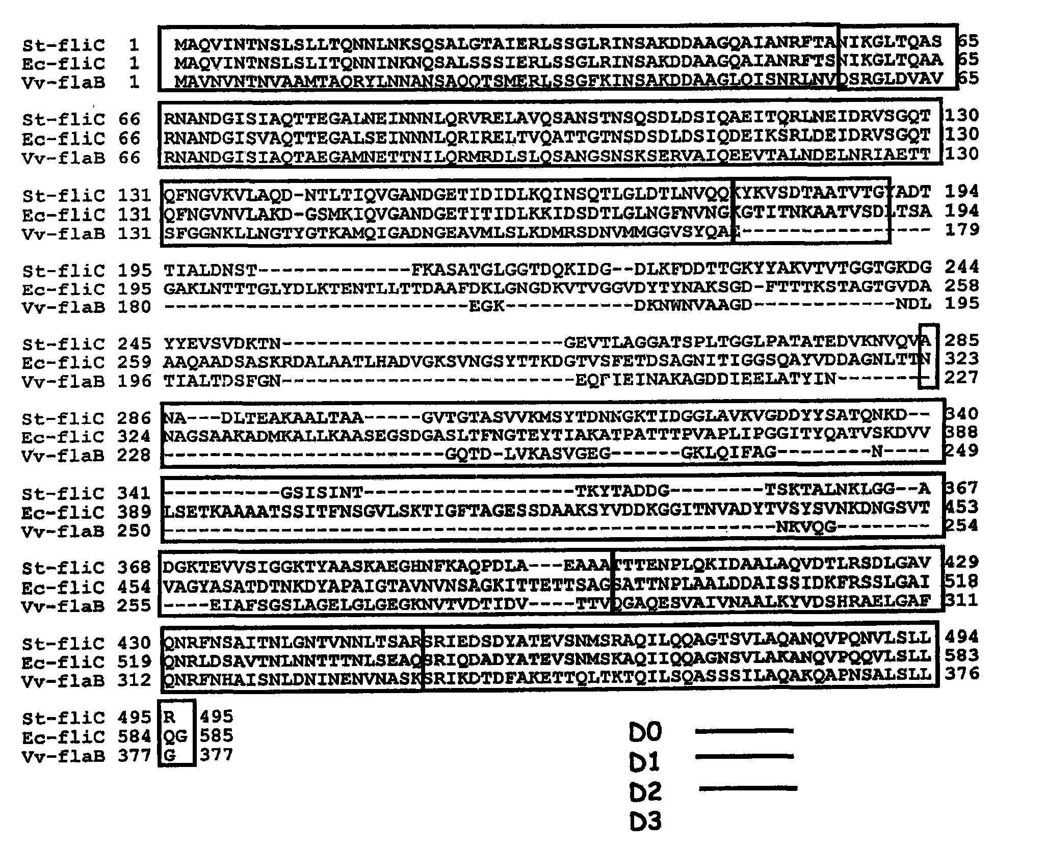 Modified flagellin improved toll-like receptor 5 stimulating activity