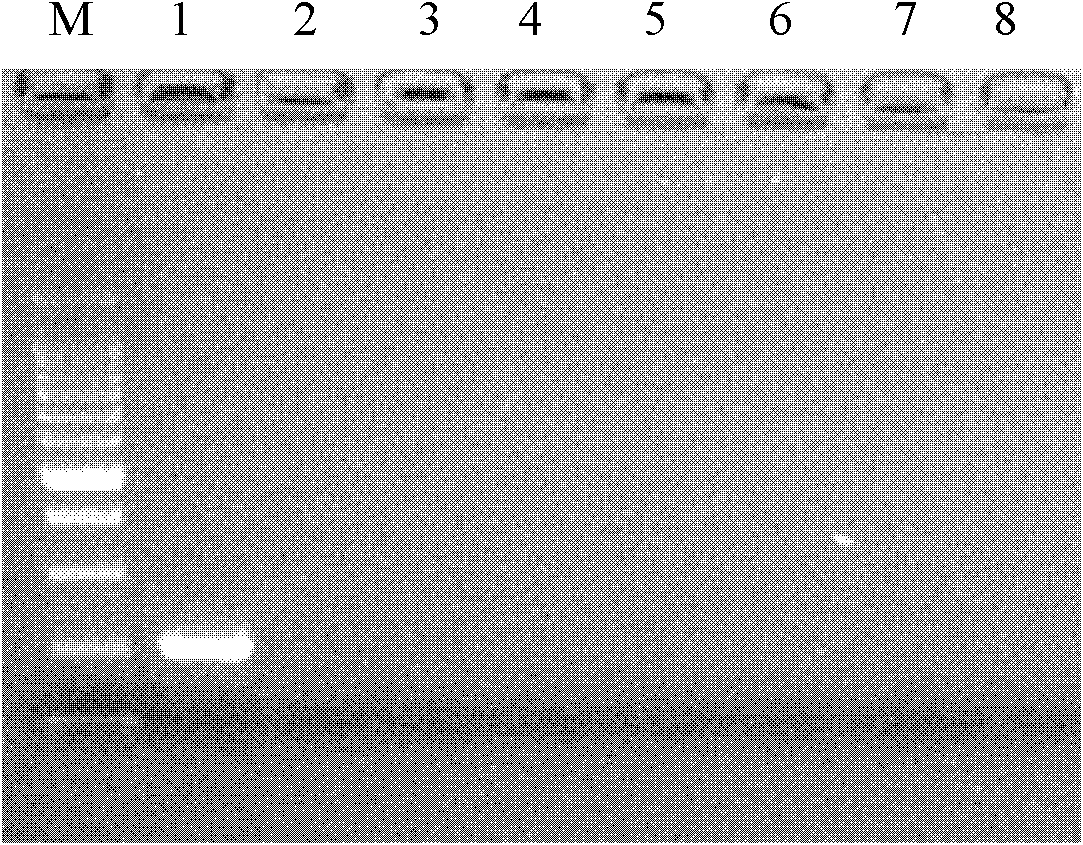 Specific sequence characterized amplified region (SCAR) marker for Trialeurodes vaporariorum, specific primers, and quick molecular identification method