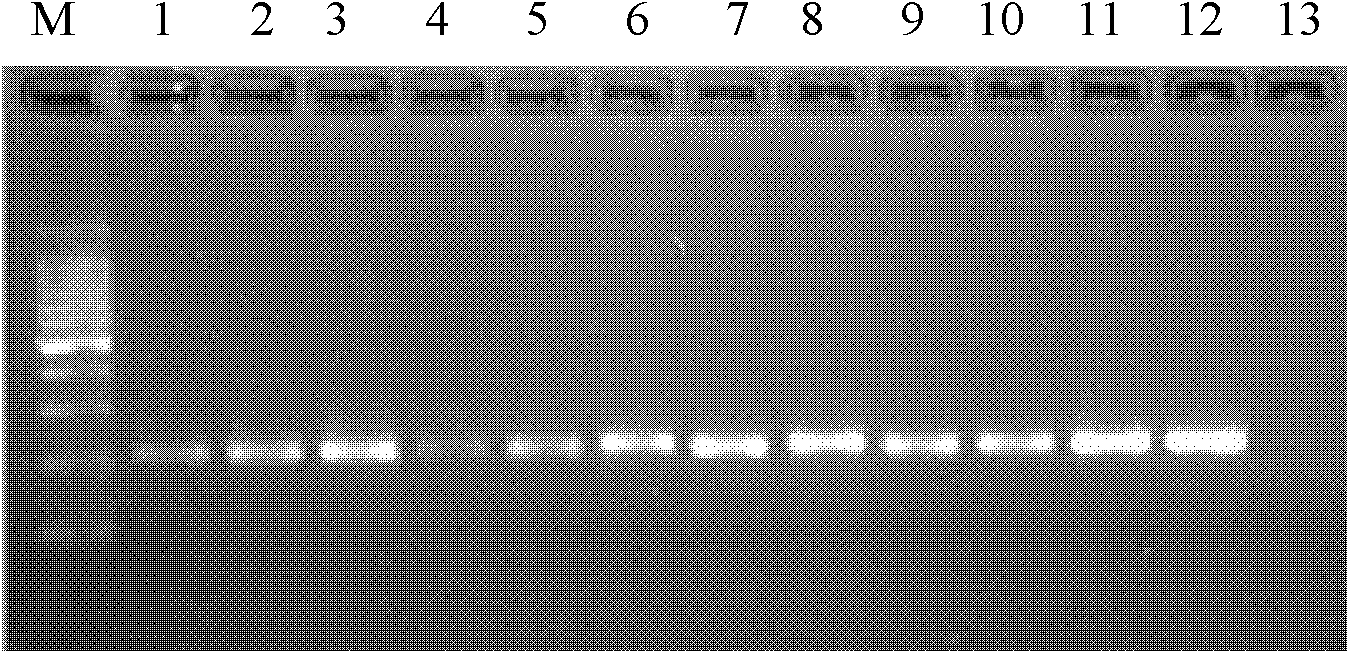 Specific sequence characterized amplified region (SCAR) marker for Trialeurodes vaporariorum, specific primers, and quick molecular identification method