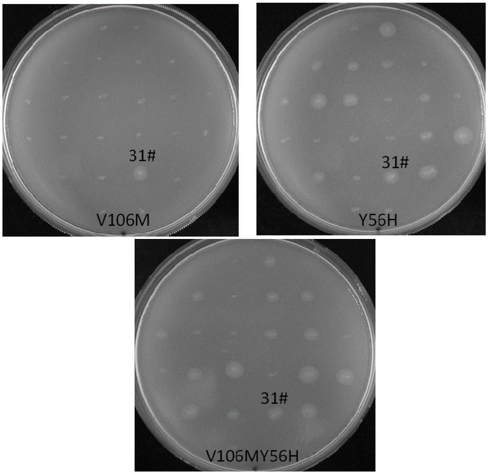 Efficient zinc ion independent phospholipase C mutant