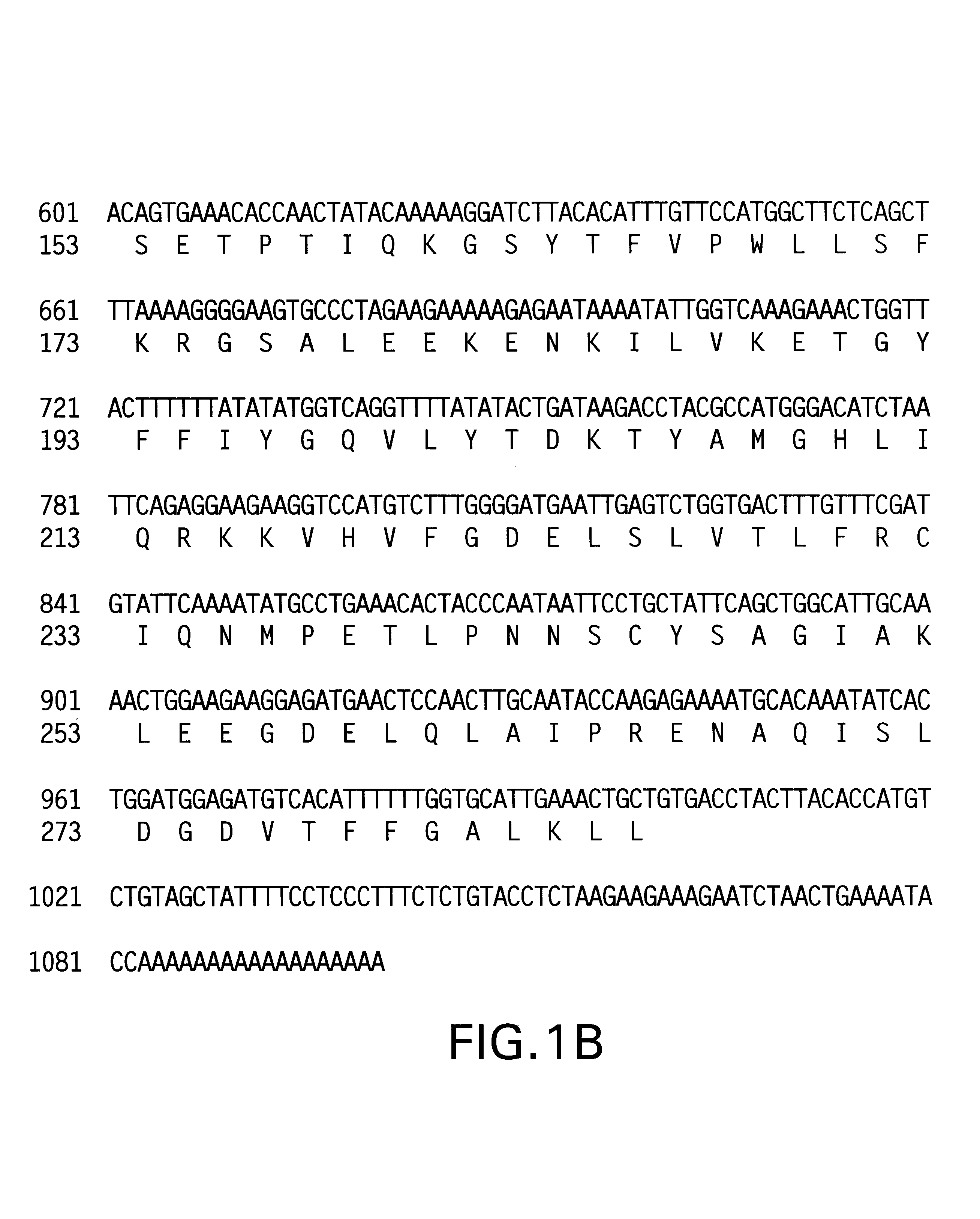 Polynucleotides encoding neutrokine-alpha