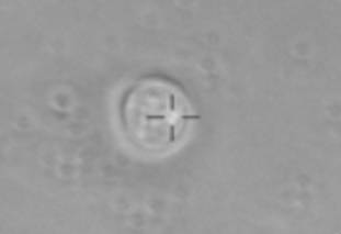 Active intracellular Raman spectrum detection method