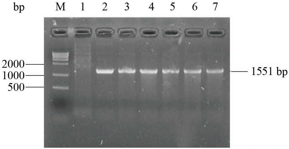 Method for producing fructooligosaccharides by fermenting inulase mutants