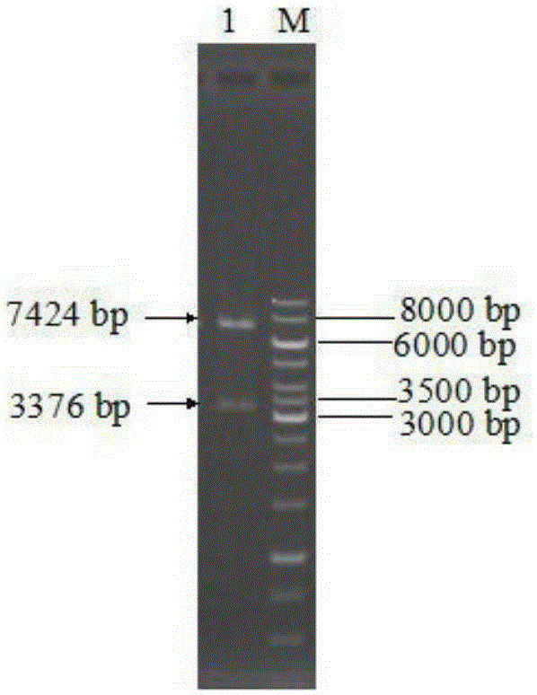 Method for producing fructooligosaccharides by fermenting inulase mutants