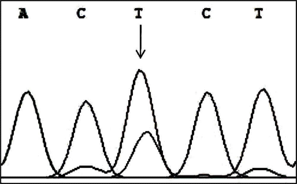 PCR-RFLP method for detecting single-nucleotide polymorphism of type II diabetes susceptibility gene CREB1 and application thereof