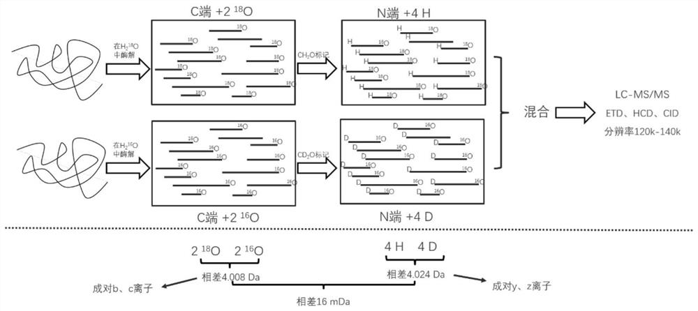 Amino acid sequence determination method based on quasi-isobaric double labeling at two ends of polypeptide