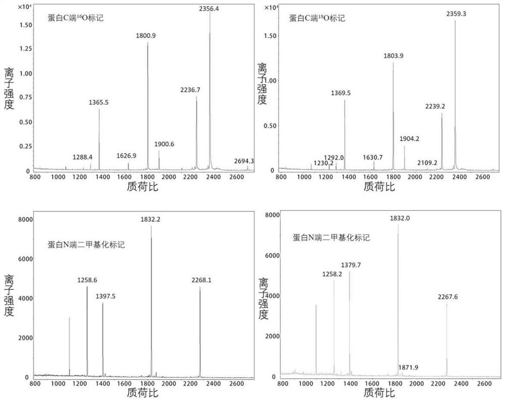 Amino acid sequence determination method based on quasi-isobaric double labeling at two ends of polypeptide