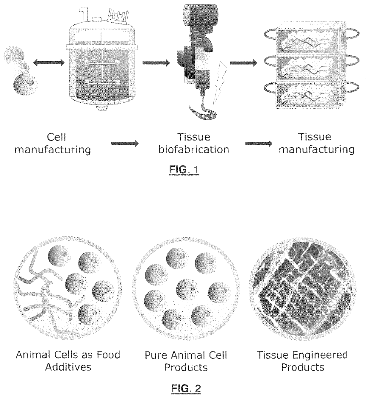 Animal cell lines for foods containing cultured animal cells