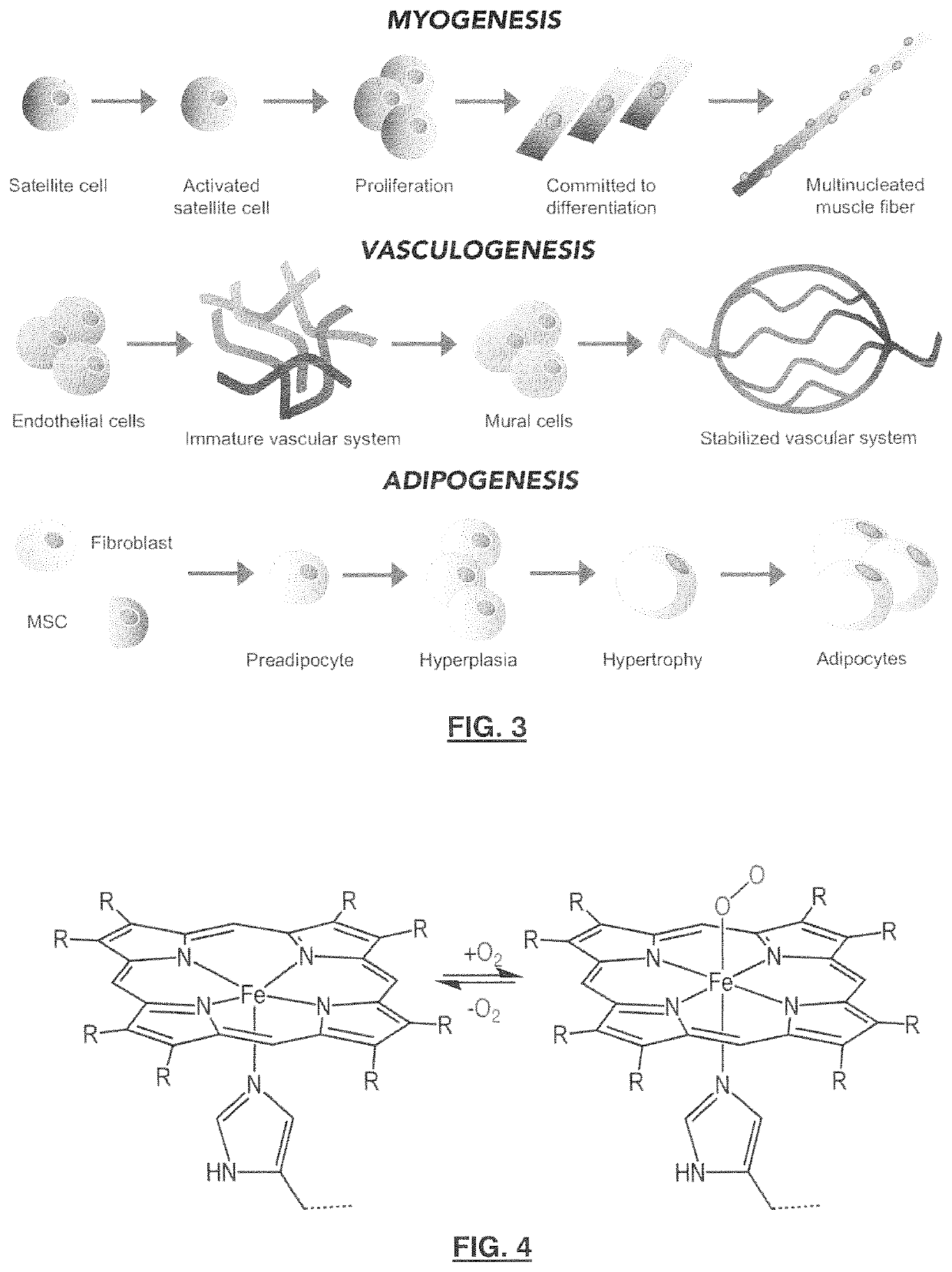 Animal cell lines for foods containing cultured animal cells