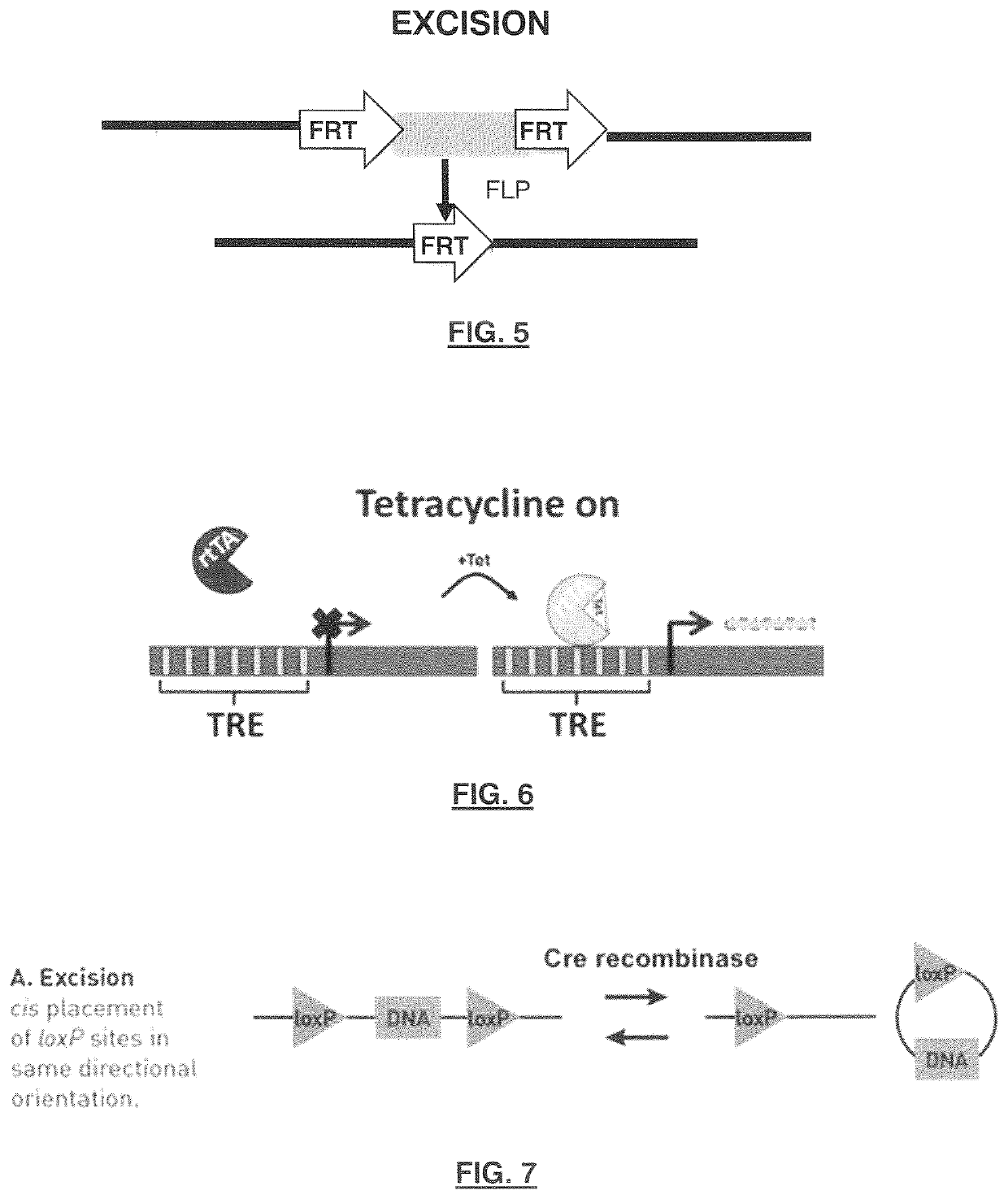 Animal cell lines for foods containing cultured animal cells