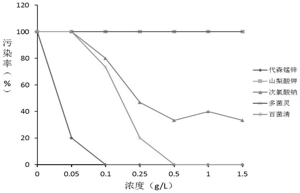 Method for improving rooting rate of taxus media tissue culture seedlings