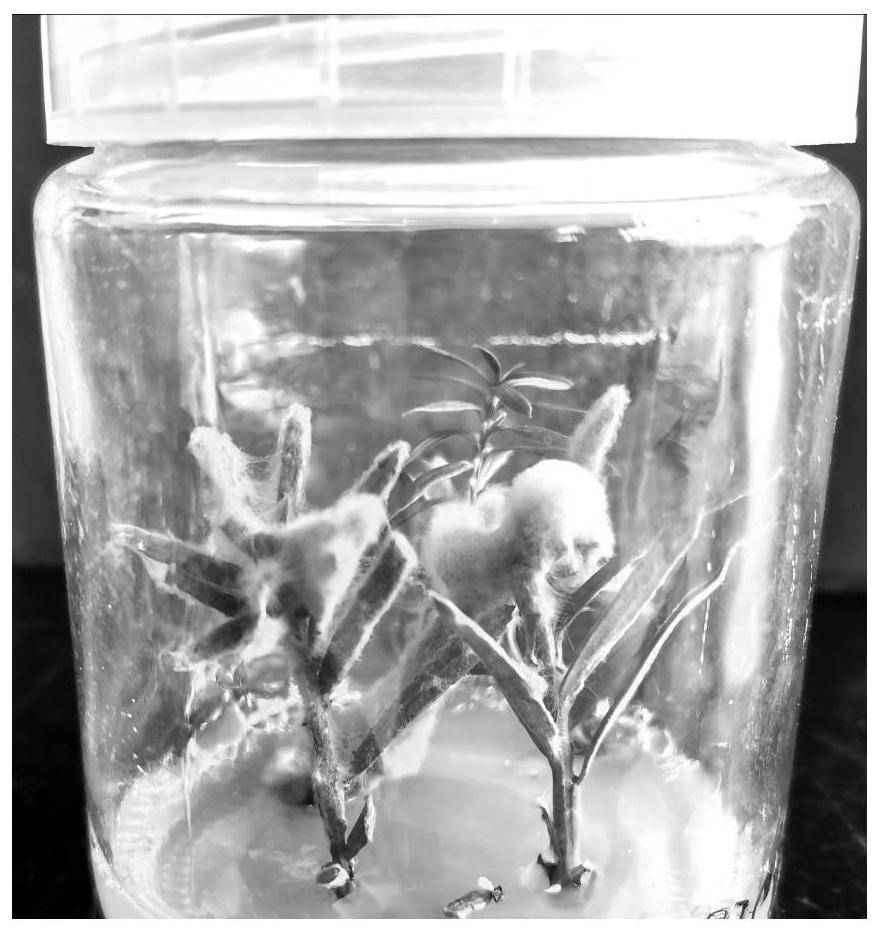 Method for improving rooting rate of taxus media tissue culture seedlings